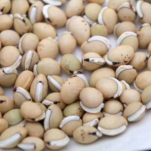 箐山中药材白扁豆四川黑眉扁豆生白扁豆药用白扁豆黑边500克包邮 - 图1
