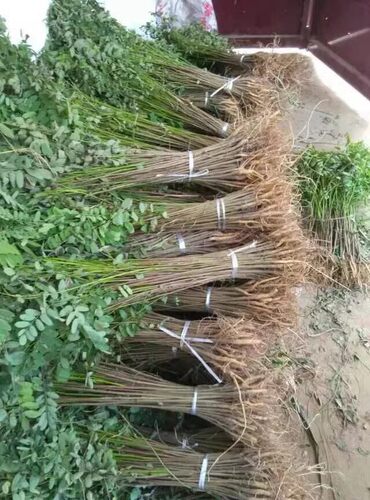 紫穗槐苗刺槐苗防沙固土堤坝复绿铁路绿化苗耐寒耐旱道路荒山绿化 - 图1