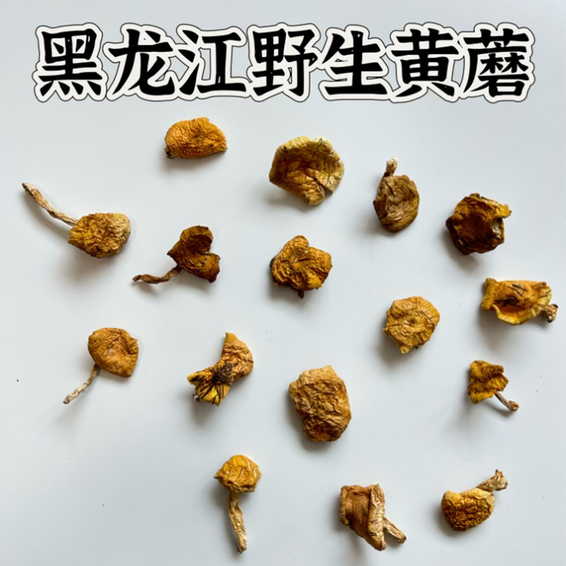东北野生小黄蘑黑龙江黄松蘑黄油蘑菇长白山干货特产菌菇煲汤500g-图0