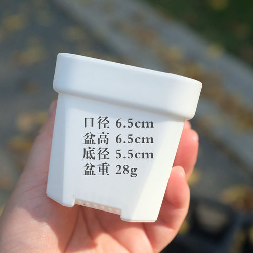 小白方特厚浅方盆韩式组合多肉塑料景天生石花盆白色叶插盆栽pp盆 - 图0