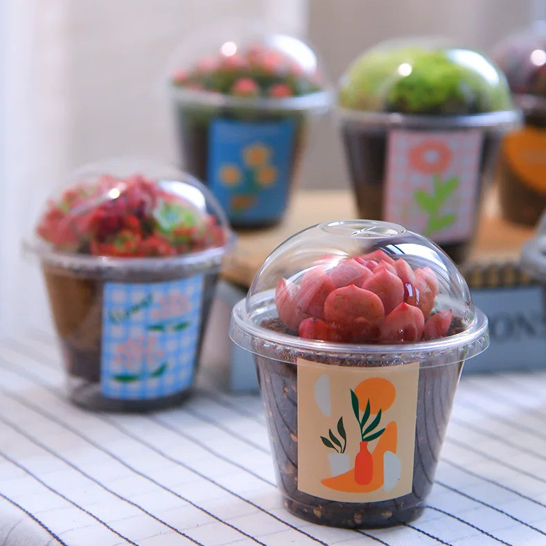 高透明育苗杯闷养杯带盖花盆保温保湿闷养盒多肉兰花播种扦插花盆,淘宝优惠券,粉丝福利购,淘宝优惠卷