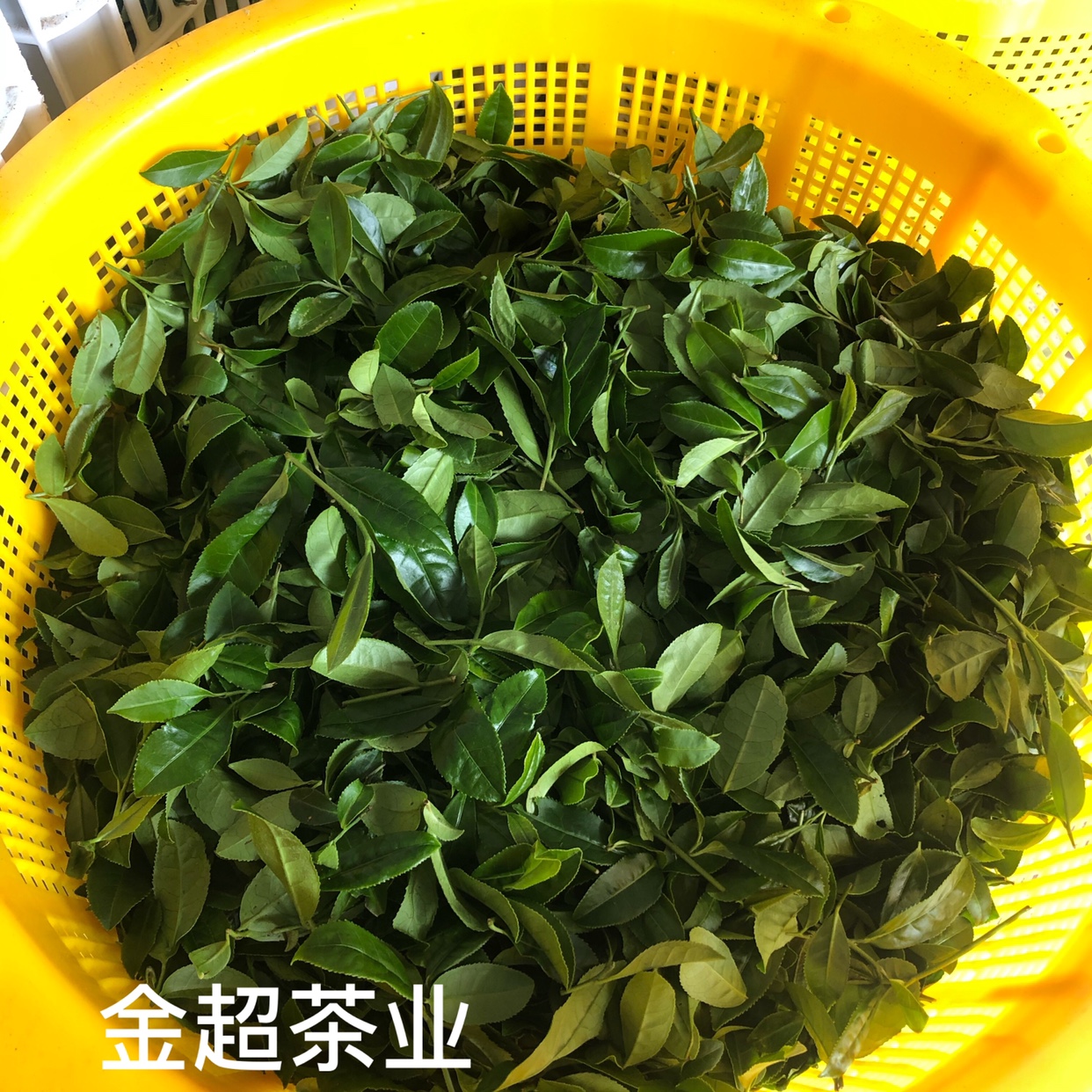 2024广东河源上莞仙湖绿茶500g  物美价优    值得信耐  特价特卖 - 图1