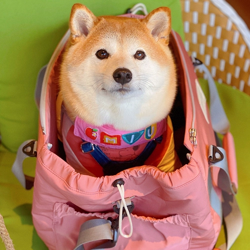 Собаки выходят, чтобы сделать собачье гнездо Шиба Ину Тедди Бомей Маленький собачий путешествие.