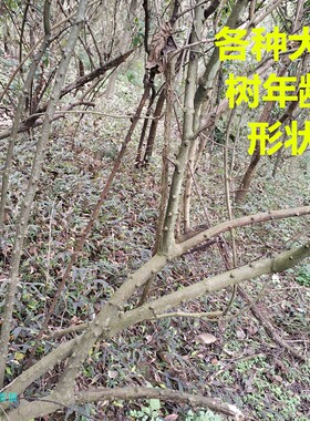 四川重庆花椒木棍棒条鸟笼站木调教宠物风水用品自制磨牙棒包邮