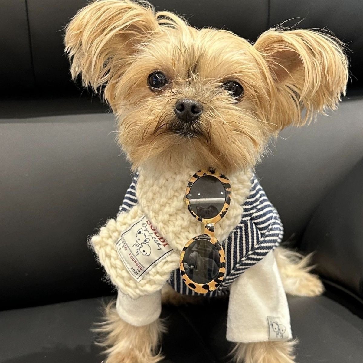 仿牛仔加绒外套马甲泰迪比熊约克夏宠物衣服狗狗秋冬背心日系休闲,淘宝优惠券,粉丝福利购,淘宝优惠卷