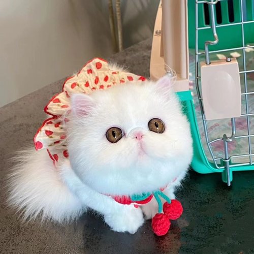 泰迪狗小狗猫咪公主背心裙可爱狗狗宠物衣服夏季吊带裙子比熊 - 图1