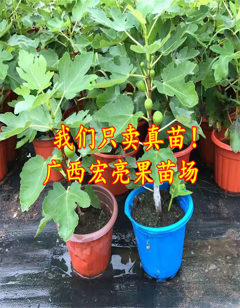 无花果苗 格莱斯无花果树苗 当年结特大果树苗 带土带叶发货 - 图0