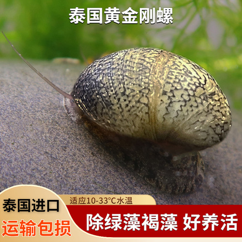 泰国黄金刚螺除藻淡水鱼缸壁吃绿褐藻黑金刚螺观赏鲍鱼工具斑马螺 - 图2