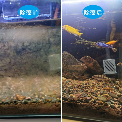 泰国黄金刚螺除藻淡水鱼缸壁吃绿褐藻黑金刚螺观赏鲍鱼工具斑马螺 - 图1