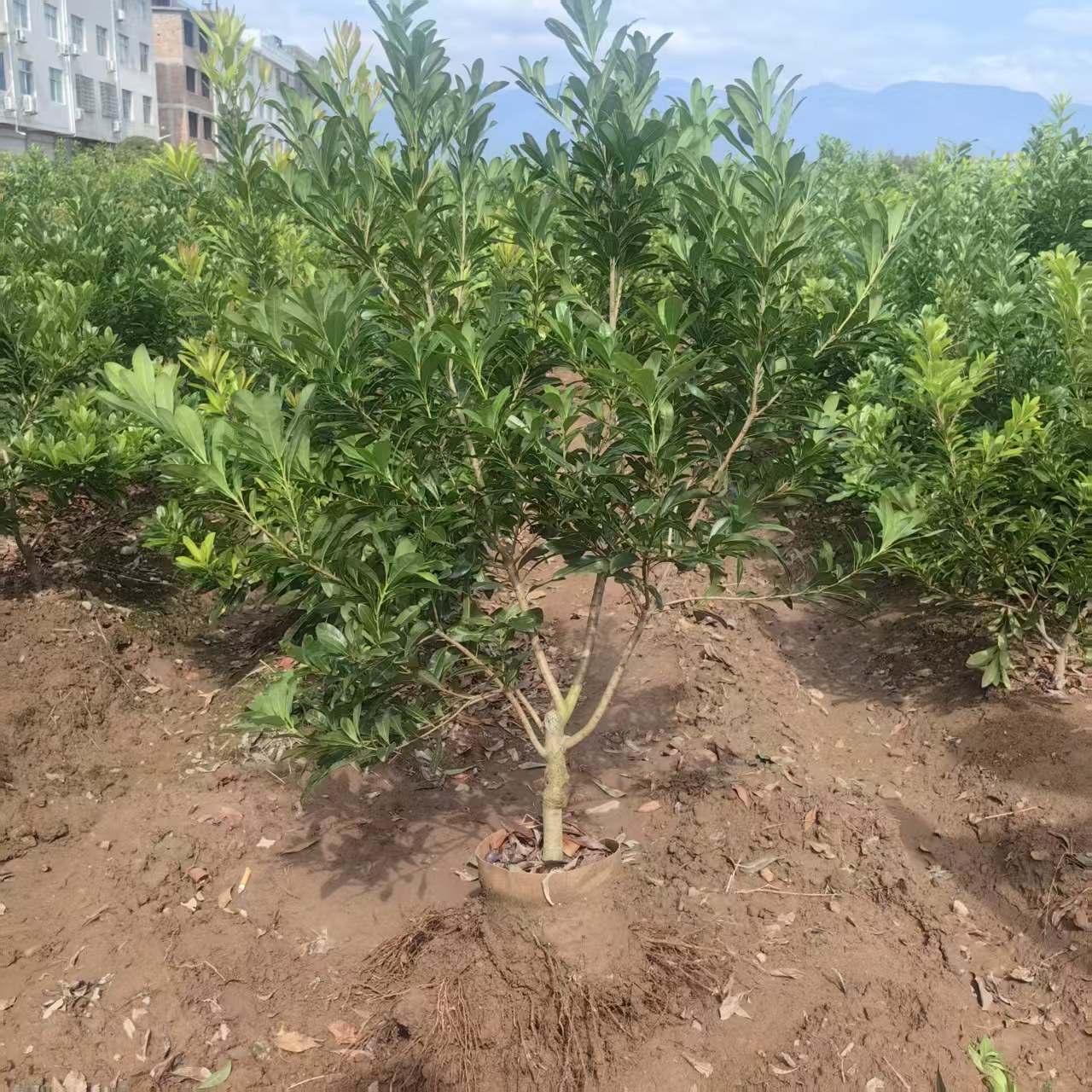 正宗仙居东魁杨梅树嫁接苗3年原杯带土整棵好种庭院绿植常绿盆栽,淘宝优惠券,粉丝福利购,淘宝优惠卷