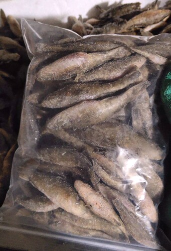 老头鱼无鳞漂浮鱼食龙虎魟鱼食大型鱼饲料散装速冻鱼粮源鑫水族 - 图1