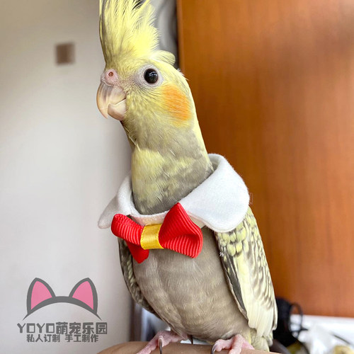 YOYO定制鸟类鹦鹉衣服鸟项圈卖萌可爱领结领带鹦鹉衣服装饰品领结 - 图2