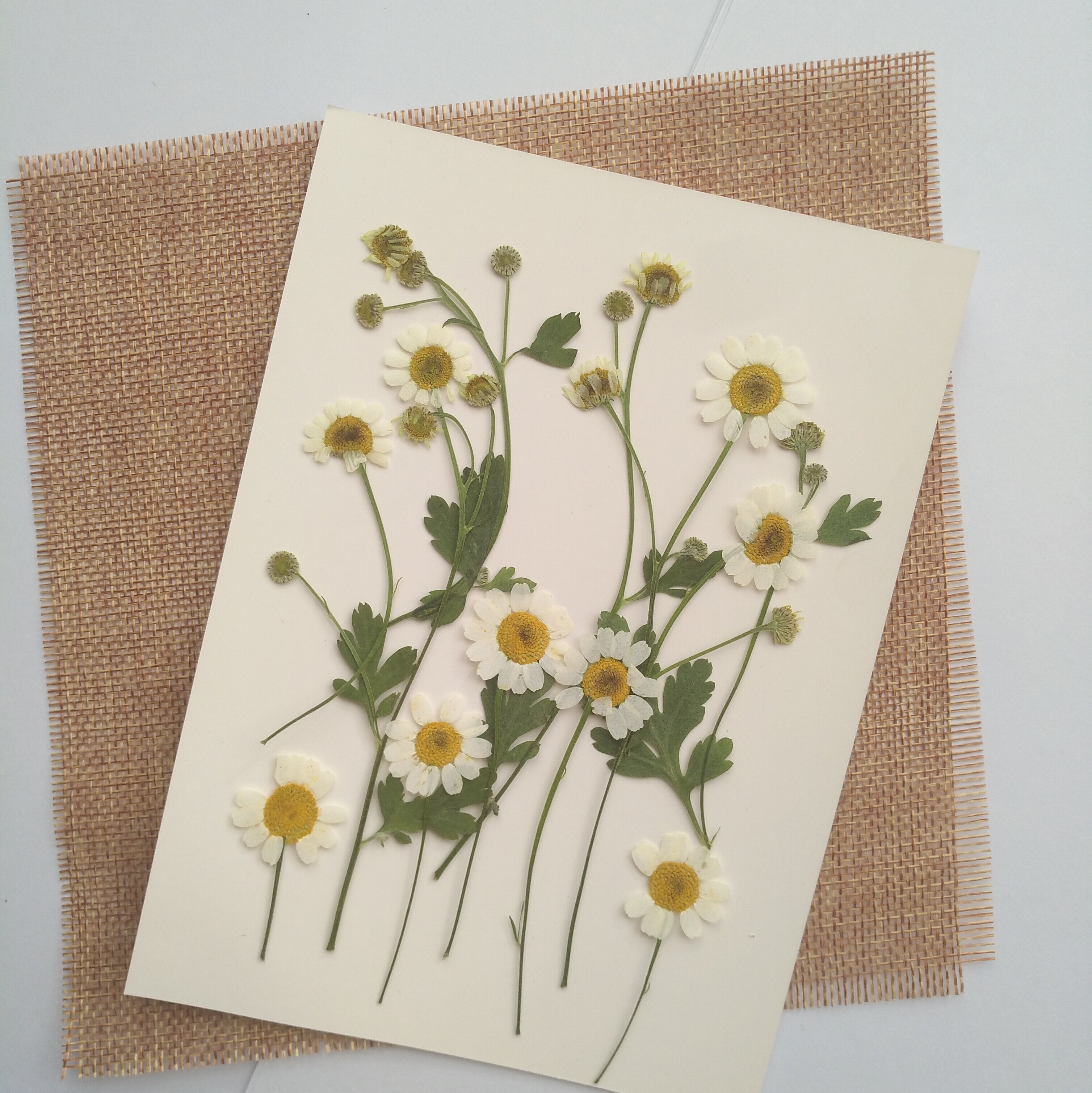周周押花 洋甘菊小雏菊diy材料植物标本压花干花画滴胶写真干花妆