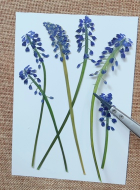 周周压花葡萄风信子干花包DIY