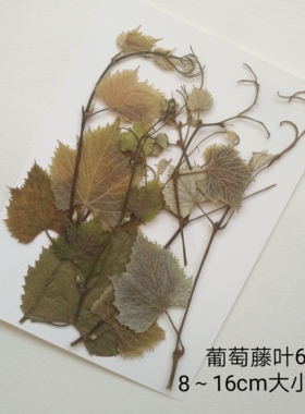 周周押花 葡萄藤花材包月季花瓣 压花真花植物标本干花装饰