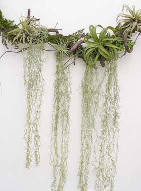 仿真空气凤梨植物摆件