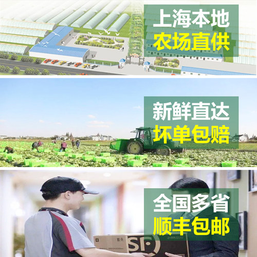 球生菜5斤装 汉堡专用新鲜蔬菜沙拉食材轻食结球形圆型西生菜包邮 - 图0