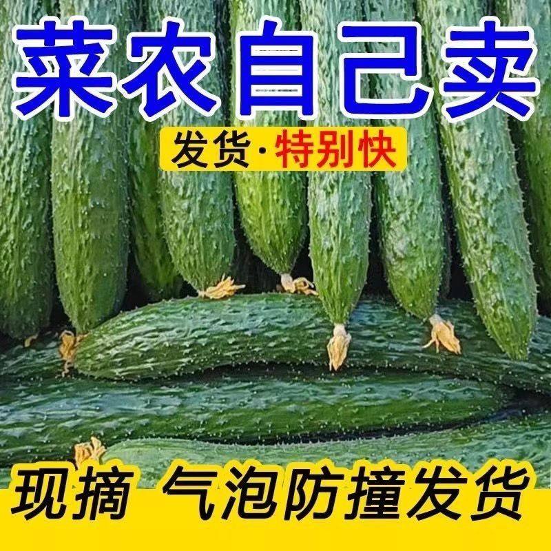 云南当季刺黄瓜新鲜青瓜绿心黄瓜批发脆黄瓜现摘现发,淘宝优惠券,粉丝福利购,淘宝优惠卷