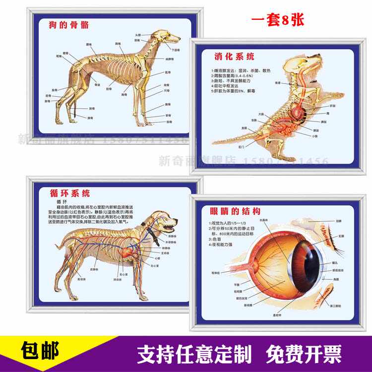狗结构图 Top 48件狗结构图 22年11月更新 Taobao