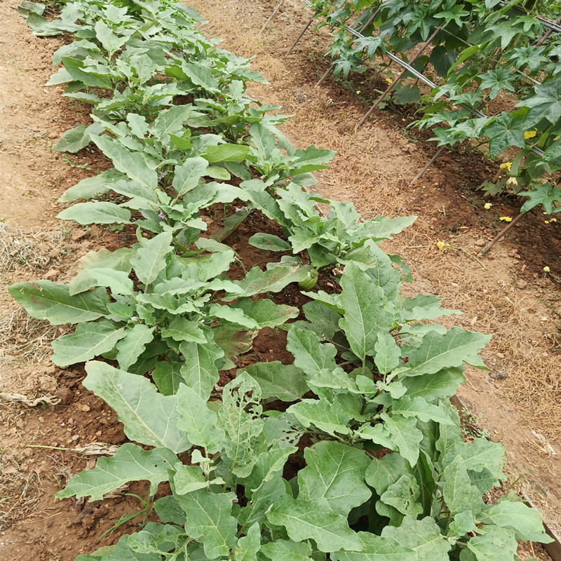 长沙农家 【净重4斤】湖南新鲜蔬菜绿茄子本地茄子青茄子绿皮茄子