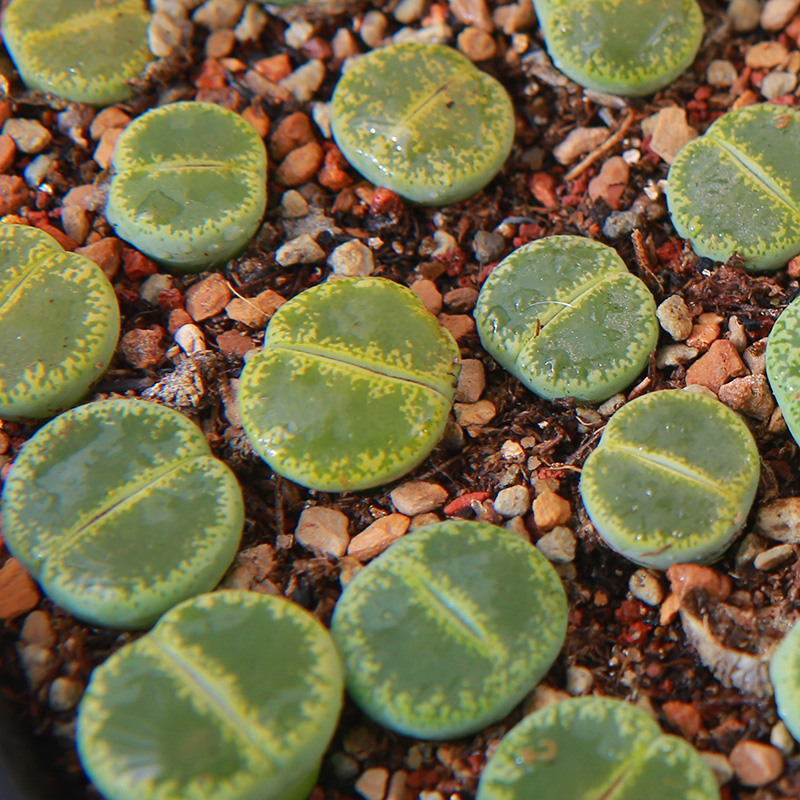 多肉植物生石花绿紫勋绿紫熏绿紫薰C36A屁股花屁屁花石头花石生花 - 图2