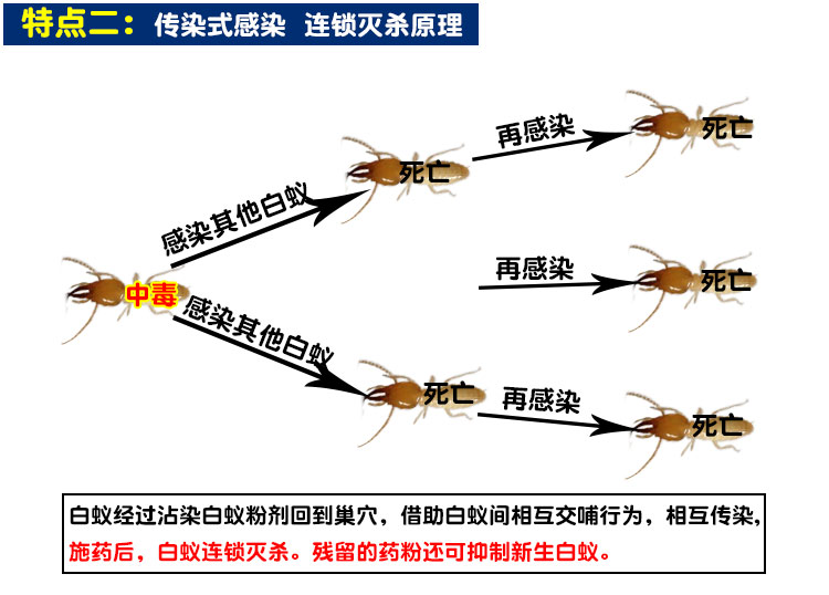 白蚁药粉传染正品家用柏松杀虫剂全窝端预防治75克白蚁防治专用药 - 图2