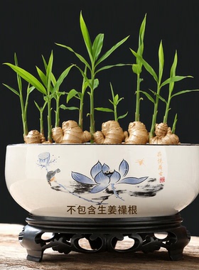办公室桌面禄根生姜陶瓷盆土培花盆创意绿植摆件福禄根种植器皿款