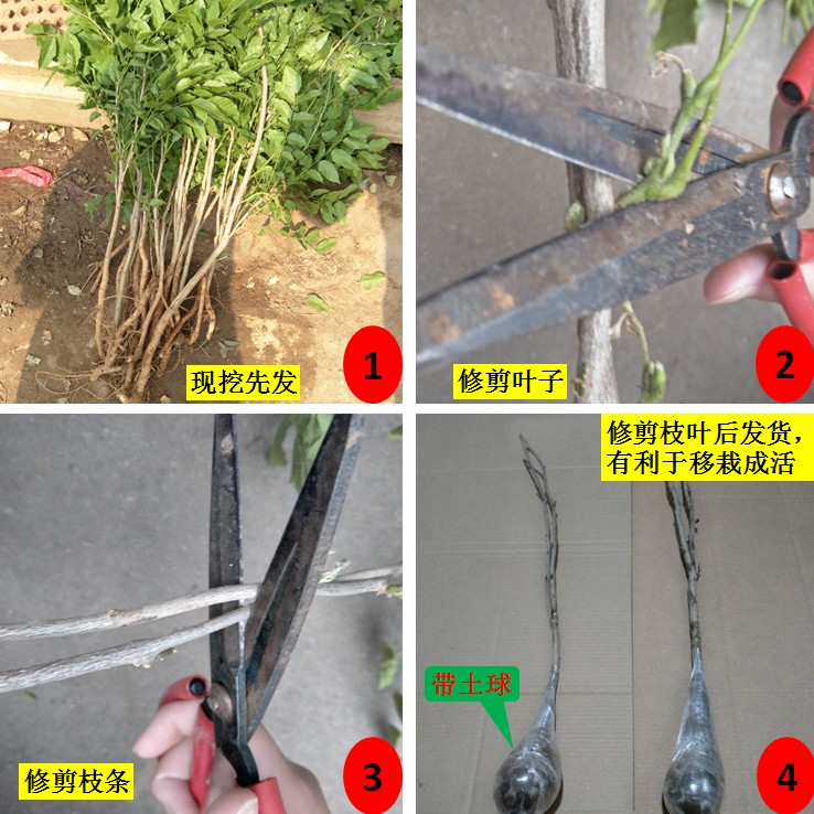 紫藤花苗盆栽紫藤树苗爬藤屋顶盆栽花园围墙庭院攀援植物 - 图3