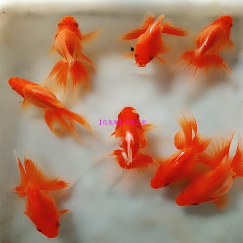包活冷水观赏鱼宠物淡水金鱼活体精品金元宝长尾鎏金珍珠鱼易养活 - 图2