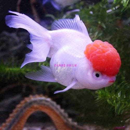 花鱼阁水族之家金鱼活体鱼苗冷水鱼观赏鱼红头龙睛 红狮 鎏金包活 - 图0