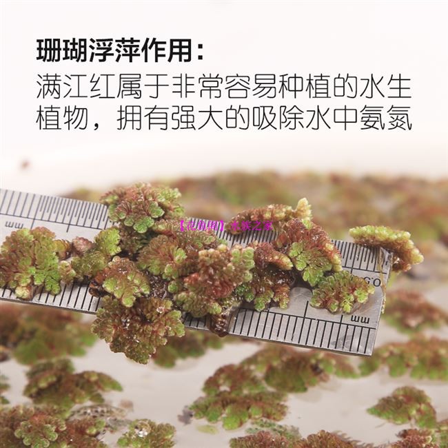 水葫芦水生植物培养绿植水草污水净化水质活体水芙蓉懒人鱼缸造景-图3