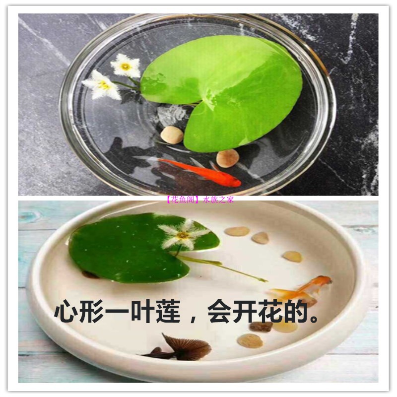 水葫芦水生植物培养绿植水草污水净化水质活体水芙蓉懒人鱼缸造景-图2