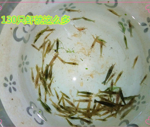 黑壳虾15只份宠物活体除藻虾观赏虾工具虾宠物虾迷你辣椒蟹包活哦 - 图2