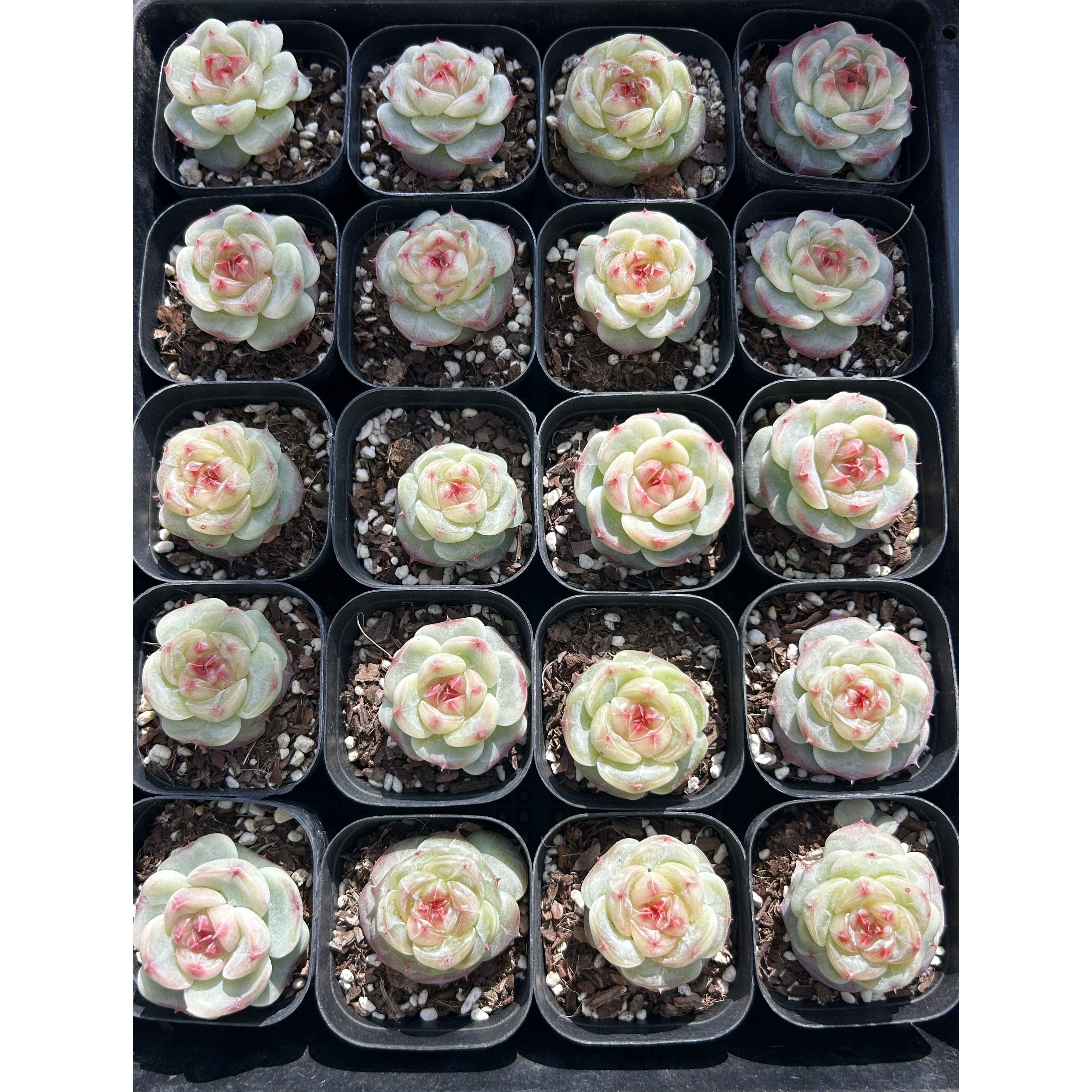 慢悠花房 绿菩提 精品多肉办公室阳台绿植园艺盆栽多肉,淘宝优惠券,粉丝福利购,淘宝优惠卷