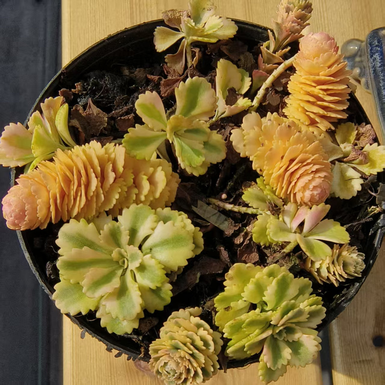 慢悠花房 亚特兰蒂斯锦 精品多肉绿植园艺盆栽花卉庭院多肉植物,淘宝优惠券,粉丝福利购,淘宝优惠卷