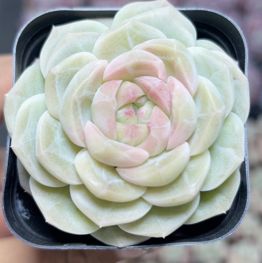 慢悠花房 茗玉珍妮 多肉办公室阳台绿植园艺盆栽花卉庭院多肉植物,淘宝优惠券,粉丝福利购,淘宝优惠卷