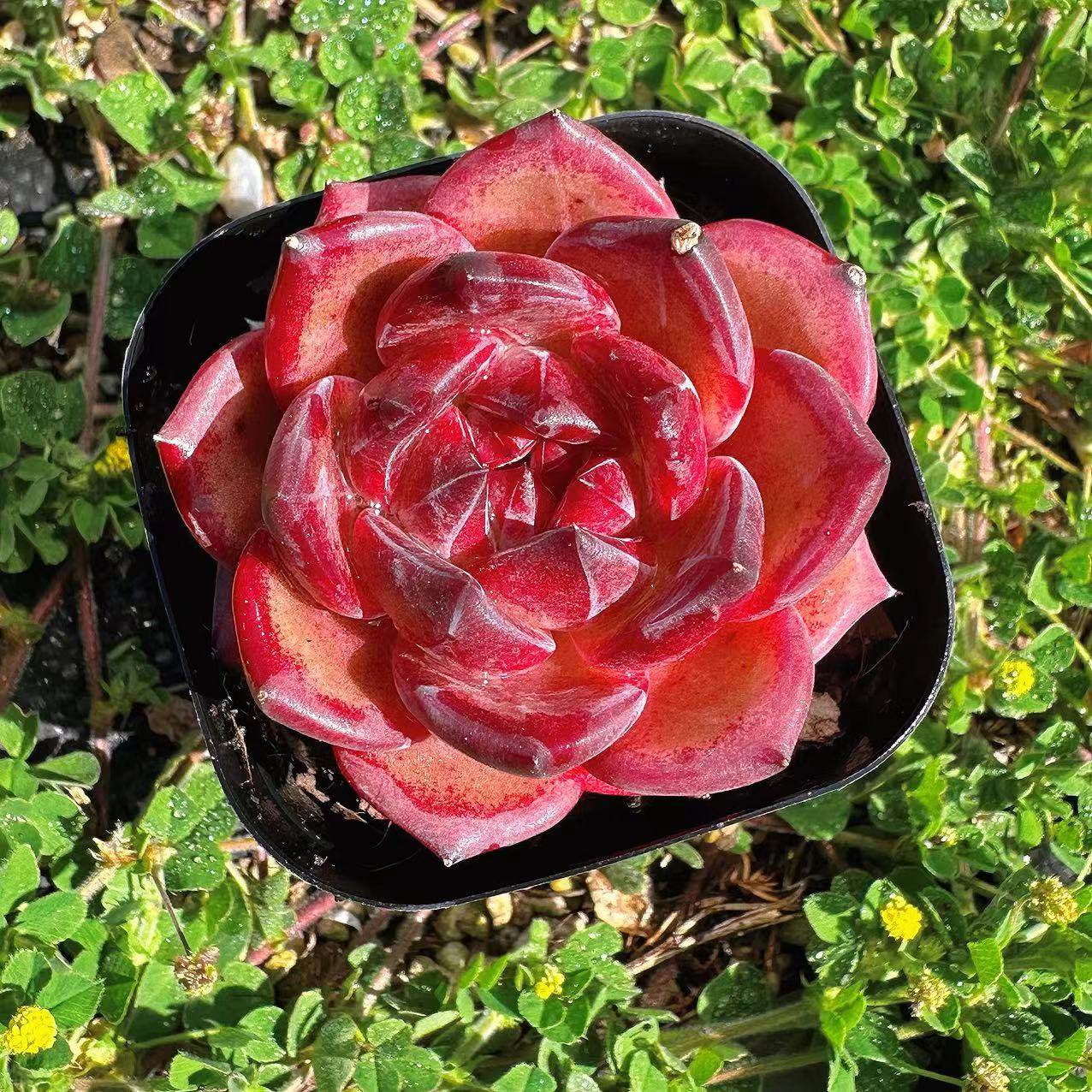 慢悠花房 夜魔侠 办公室阳台绿植园艺盆栽花卉庭院多肉,淘宝优惠券,粉丝福利购,淘宝优惠卷