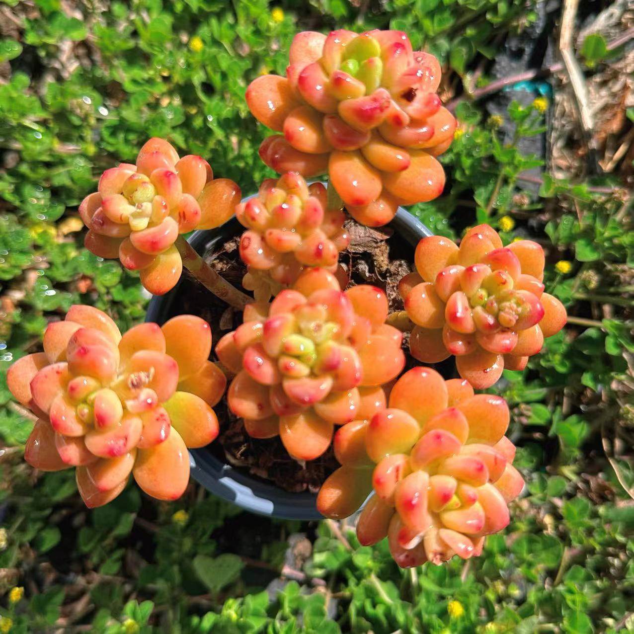 慢悠花房  香格里拉  精品多肉办公室阳台绿植园艺盆栽花卉庭院多,淘宝优惠券,粉丝福利购,淘宝优惠卷