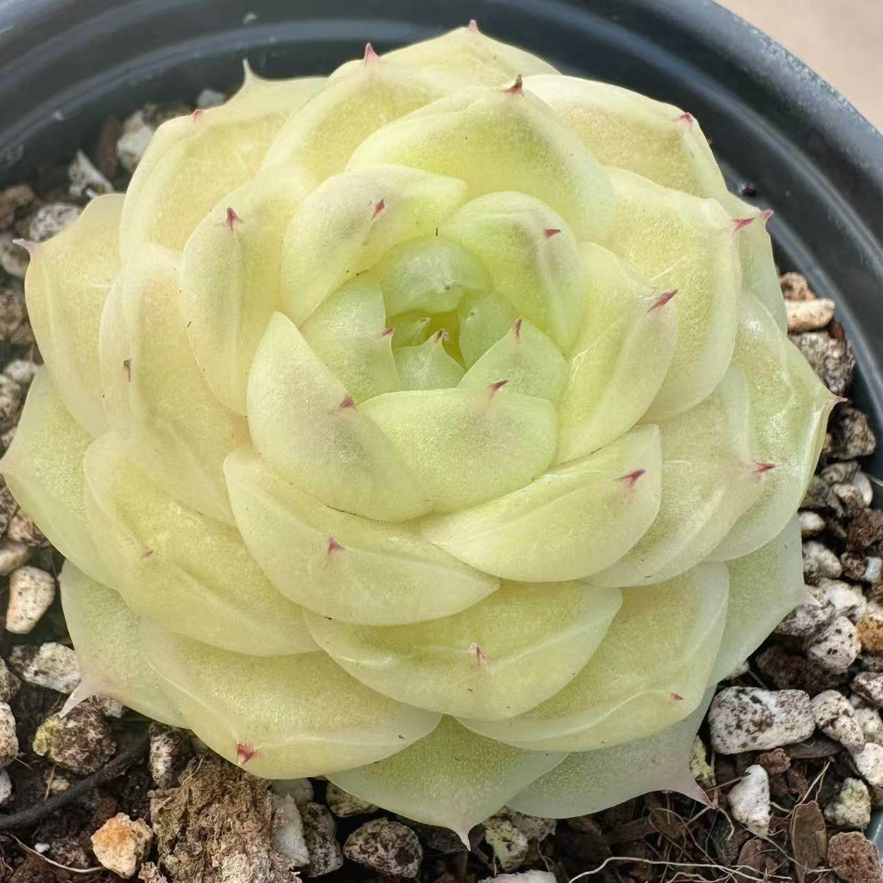 慢悠花房梨花白精品多肉办公室阳台绿植园艺盆栽花卉庭,淘宝优惠券,粉丝福利购,淘宝优惠卷