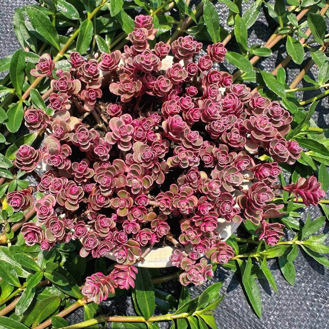 慢悠花房 小球玫瑰 阳台绿植园艺盆栽花卉庭院多肉,淘宝优惠券,粉丝福利购,淘宝优惠卷