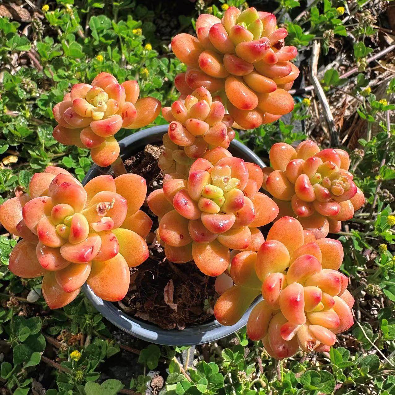 慢悠花房  香格里拉  精品多肉办公室阳台绿植园艺盆栽花卉庭院多,淘宝优惠券,粉丝福利购,淘宝优惠卷