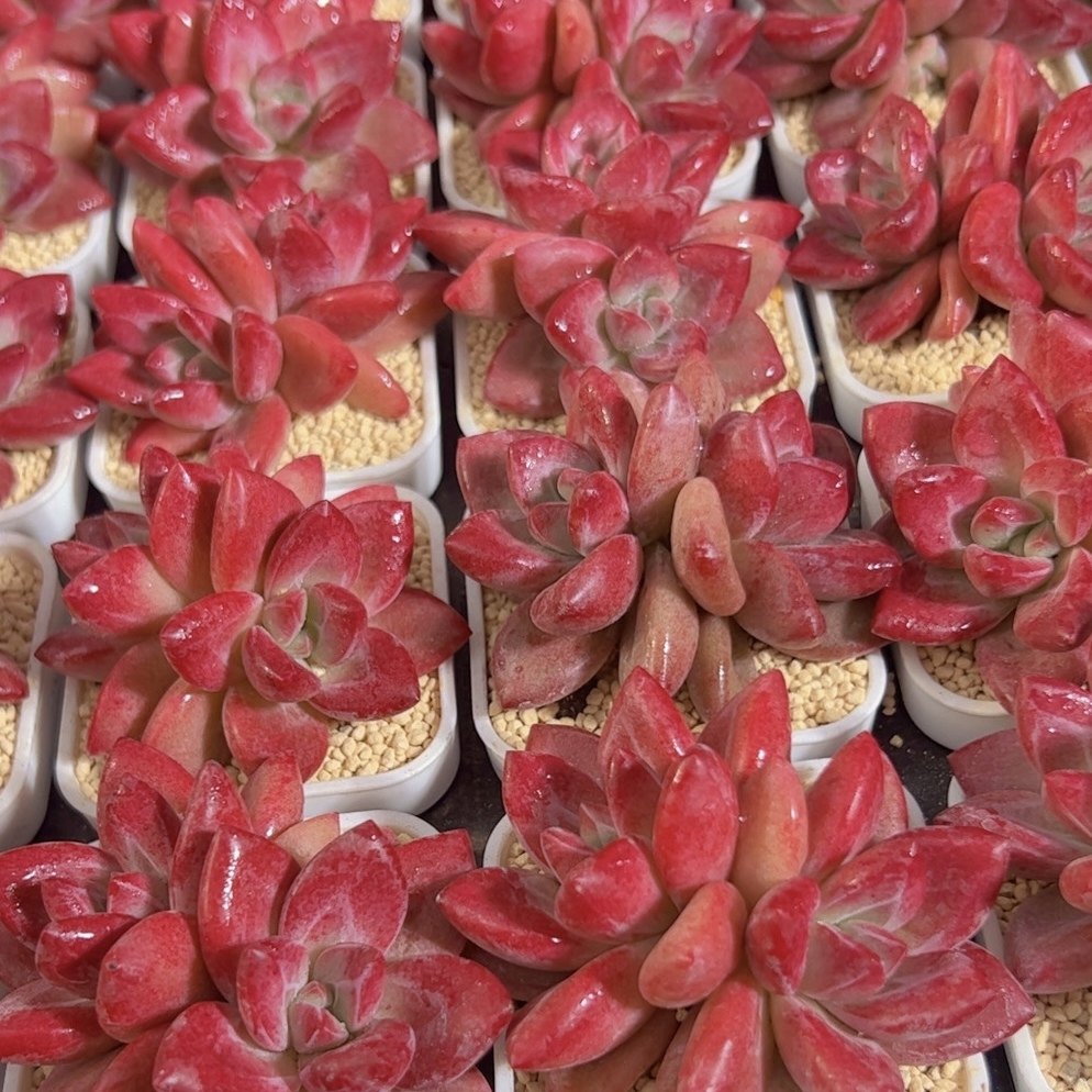 慢悠花房 赫菲斯托双头 办公室阳台绿植园艺盆栽花卉庭院多肉植物,淘宝优惠券,粉丝福利购,淘宝优惠卷