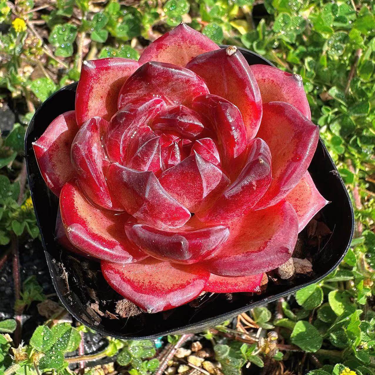 慢悠花房 夜魔侠 办公室阳台绿植园艺盆栽花卉庭院多肉,淘宝优惠券,粉丝福利购,淘宝优惠卷