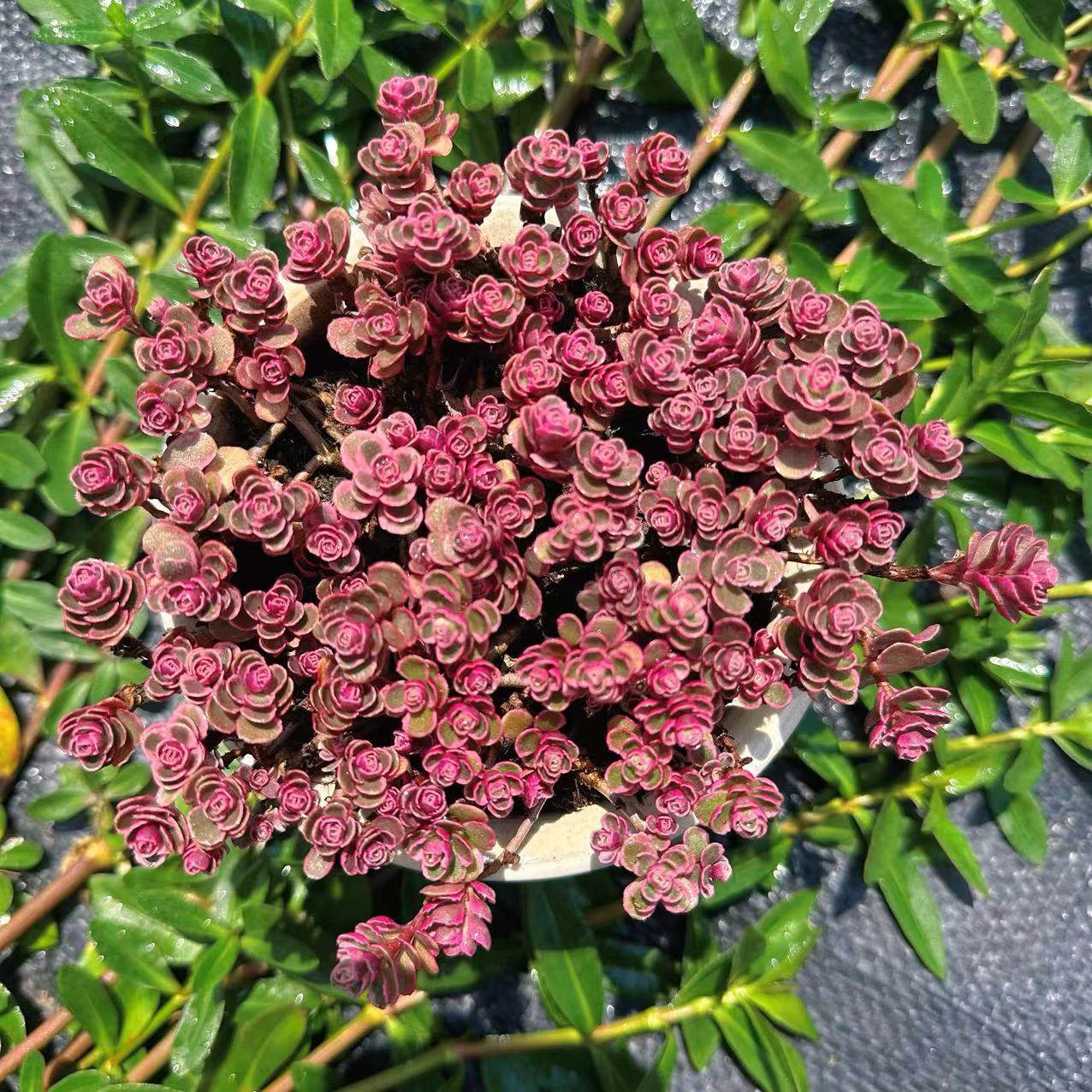 慢悠花房 小球玫瑰 阳台绿植园艺盆栽花卉庭院多肉,淘宝优惠券,粉丝福利购,淘宝优惠卷