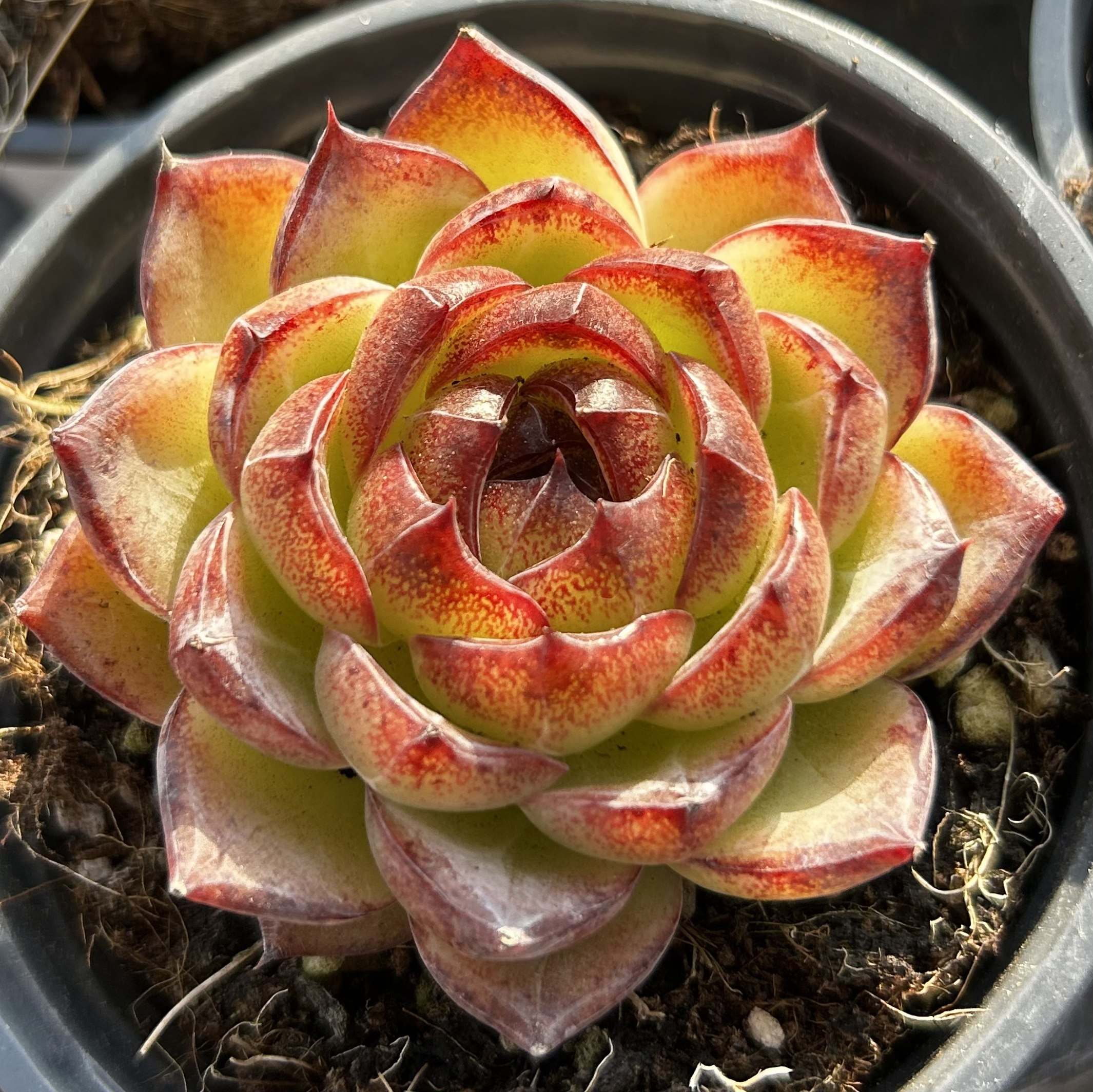 慢悠花房 赤金盏 精品多肉办公室阳台绿植园艺盆栽多肉,淘宝优惠券,粉丝福利购,淘宝优惠卷