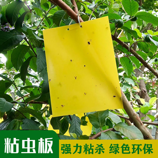Double-sided sticky board, yellow board, insect trap board, yellow small flying insect killer, fruit fly trap, sticky board, orchard greenhouse