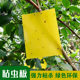 Double-sided sticky board, yellow board, insect trap board, yellow small flying insect killer, fruit fly trap, sticky board, orchard greenhouse