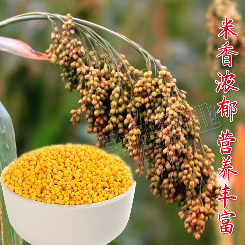 山西特产大黄米种子扫把笤帚糜子黍子种籽带壳糯米谷软米粽子米-图1
