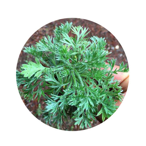 中药材野生茵陈种子 白蒿种籽多年生陈蒿因尘因陈茵藤蒿绵茵野菜 - 图3