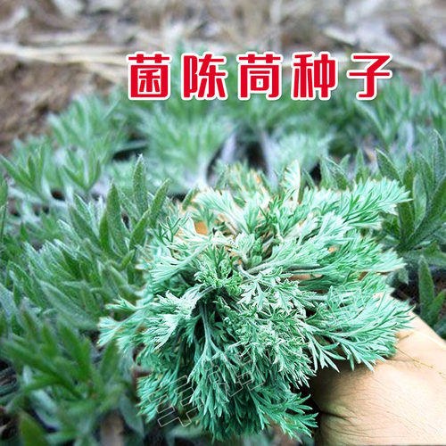 中药材野生茵陈种子 白蒿种籽多年生陈蒿因尘因陈茵藤蒿绵茵野菜 - 图0